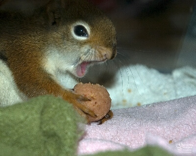 Chow!