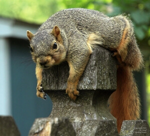 A Michigan fox squirrel. Eleanor
