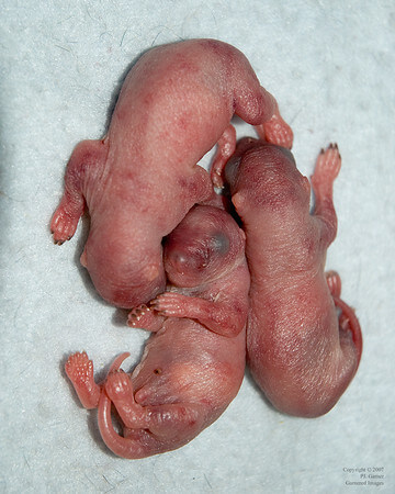 Newborns