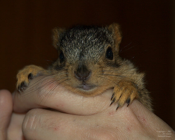 5-weeks old