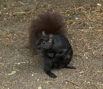 Melanistic, 