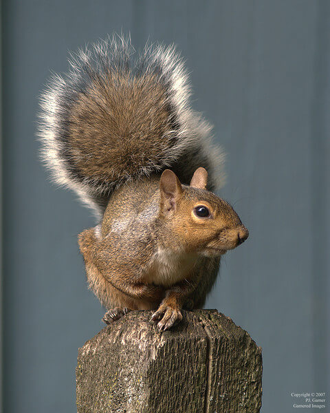 Eastern grey squirrel